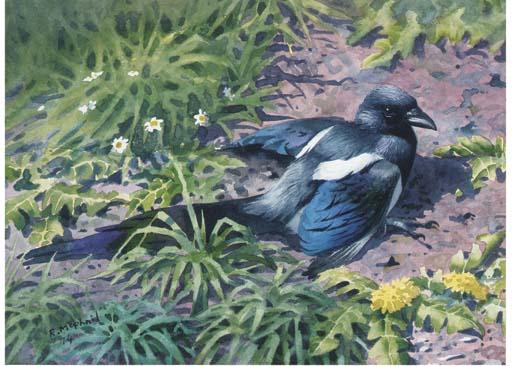 Rodger McPhail - A young magpie