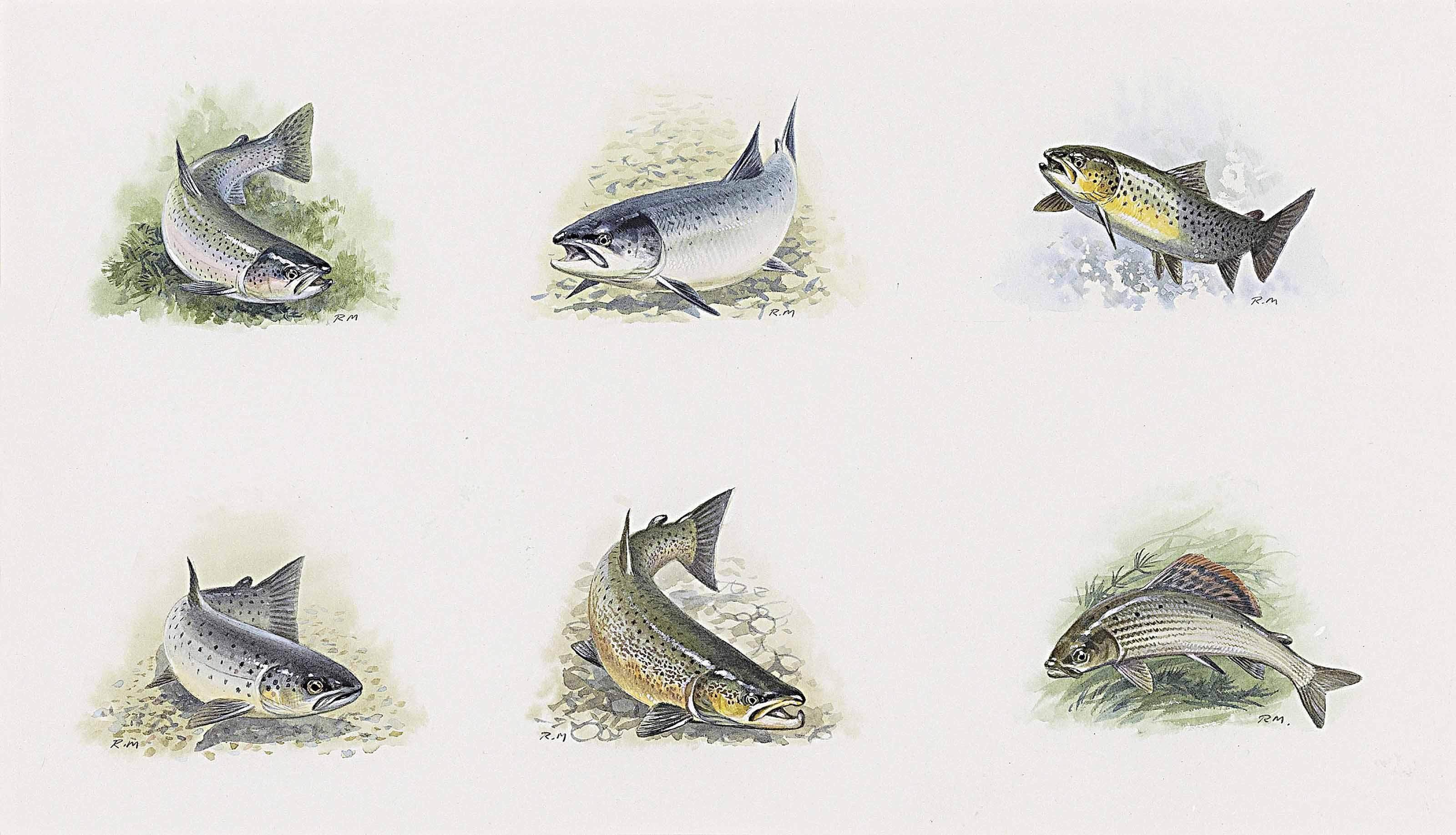 Rodger Mcphail - Studies Of Salmon, Grayling And Trout