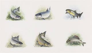 Rodger Mcphail - Studies Of Salmon, Grayling And Trout
