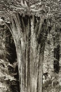 Rodney Graham - Cedar, Lighthouse Park, Vancouver #8