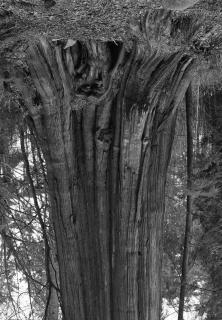 Rodney Graham - Cedars, Stanley Park, #7