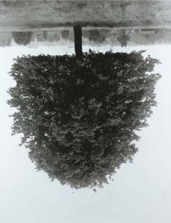 Rodney Graham - Flanders Trees - Hudelgem, 1989