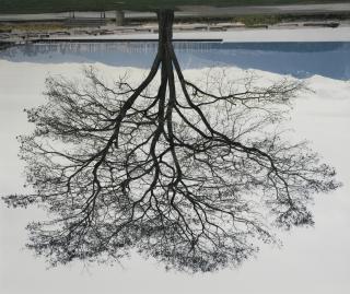 Rodney Graham - Jericho Beach Tree, Winter