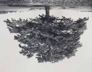 Rodney Graham - Oak, Kaggevinne (From The Series Flanders Trees)