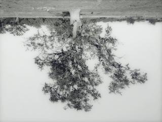 Rodney Graham - Oak Tree Red Bluff (3), 1993-2000