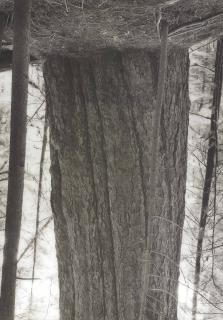 Rodney Graham - Old Growth Cedar (#2) Seymour Reservoir