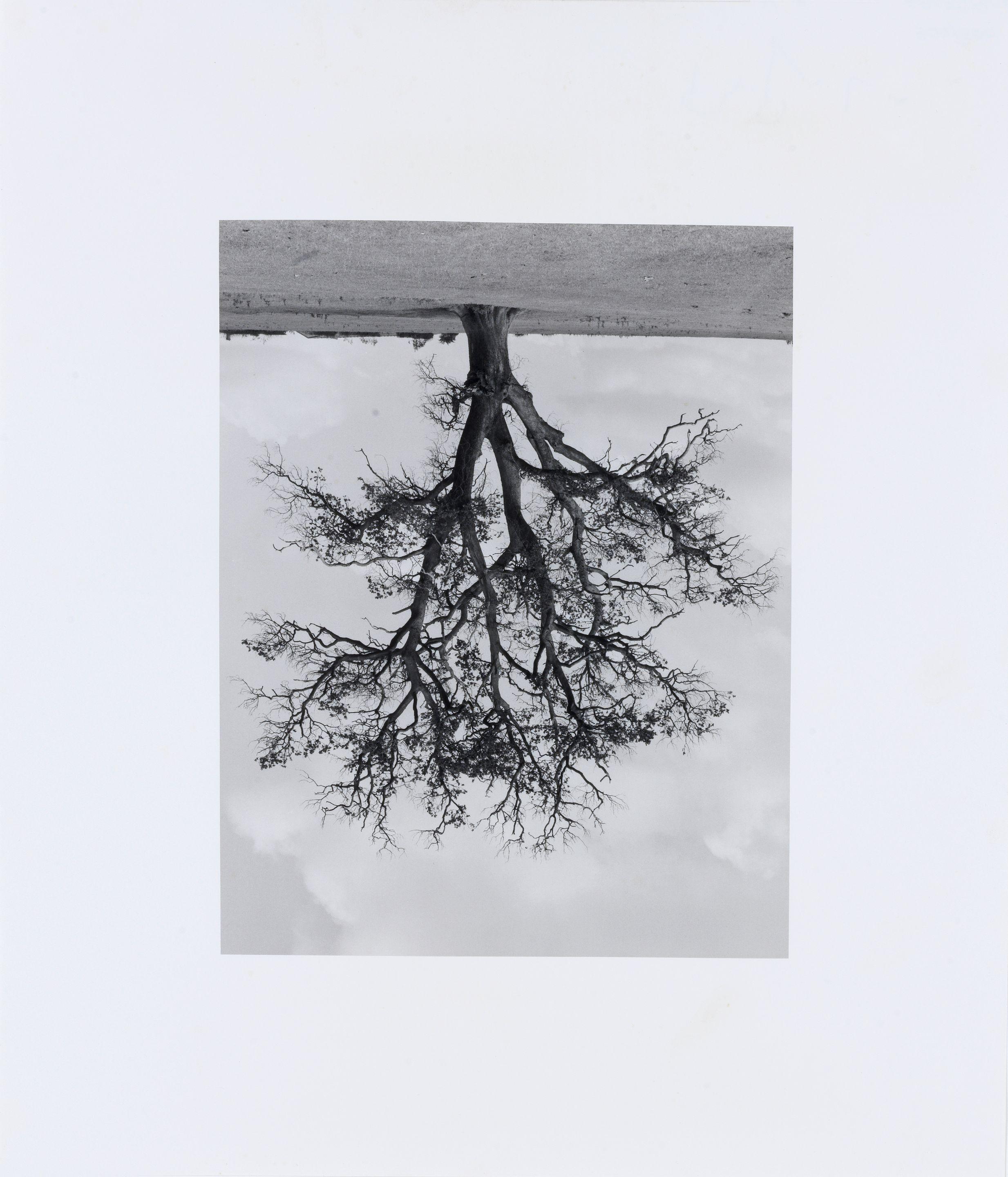 Rodney Graham - Oxfordshire Oak, Banford Fall, 1990