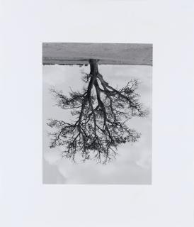 Rodney Graham - Oxfordshire Oak, Banford Fall, 1990