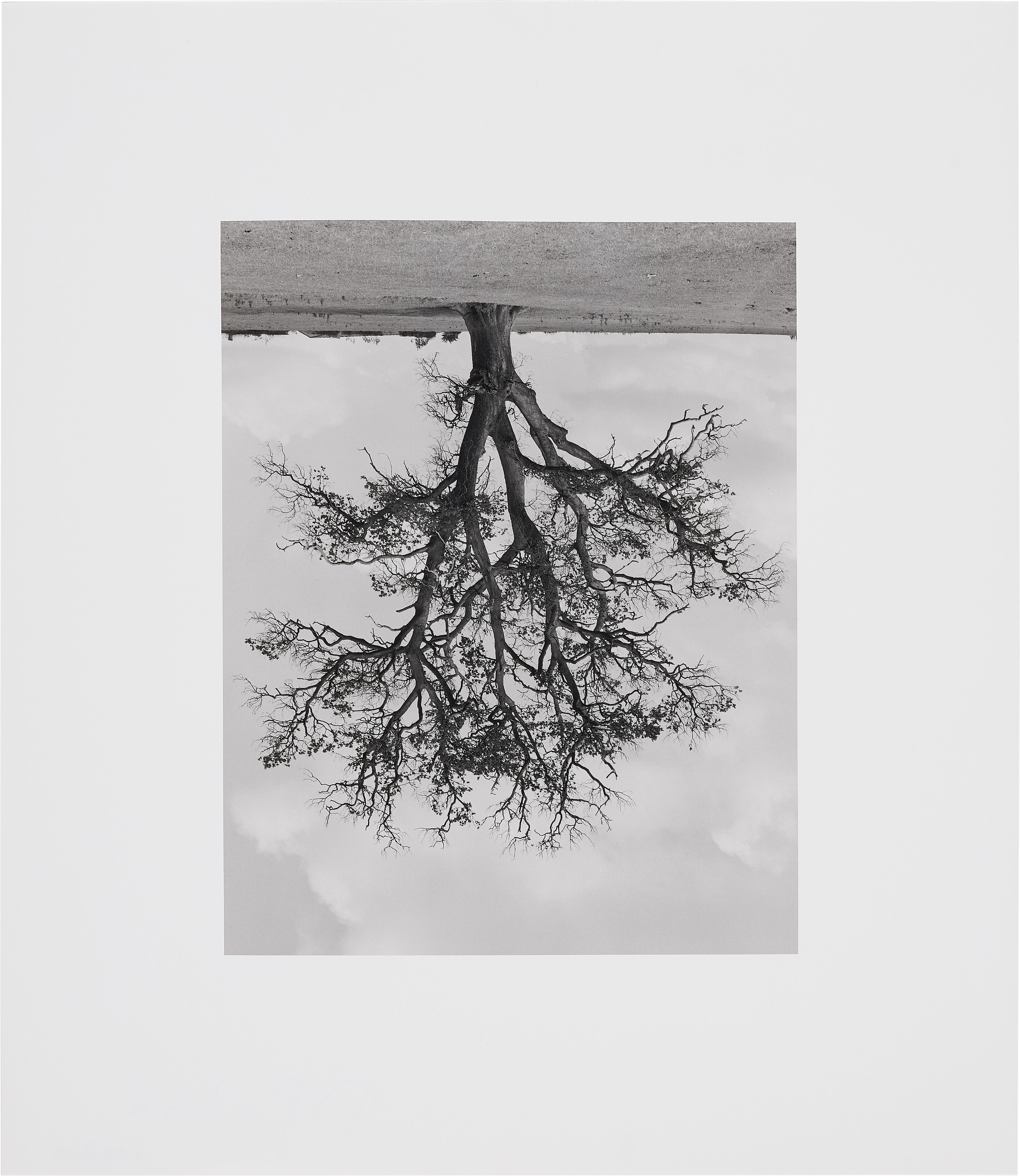 Rodney Graham - Oxfordshire Oak, Banford Fall