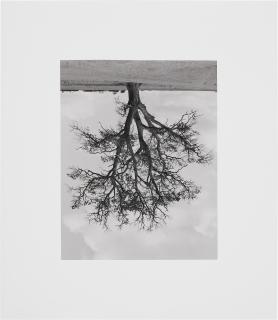 Rodney Graham - Oxfordshire Oak, Banford Fall