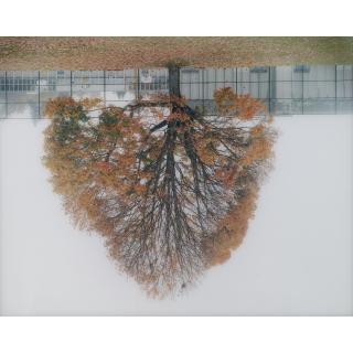 Rodney Graham - Schoolyard Tree, Vancouver