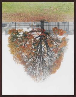 Rodney Graham - Schoolyard Tree, Vancouver
