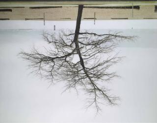 Rodney Graham - Spanish Banks, Small Willow no. 2