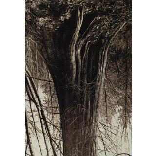 Rodney Graham - Stanley Park Cedar No. 6