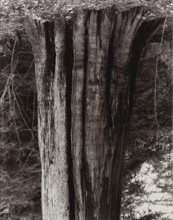 Rodney Graham - Stanley Park Cedar