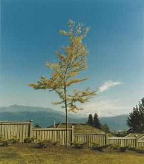 Rodney Graham - Tree on Former Site of Camera Obscura, 1996