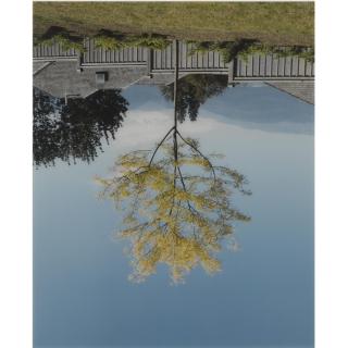 Rodney Graham - Tree On Site Of Former Camera Obscura, 1996
