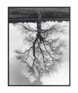 Rodney Graham - Welsh Oaks (#4)