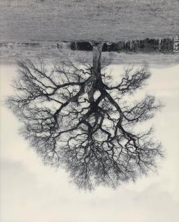 Rodney Graham - Welsh Oaks (#6)