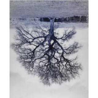 Rodney Graham - Welsh Oaks (No. 6)