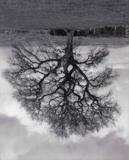 Rodney Graham - Welsh Oaks (No. 6)