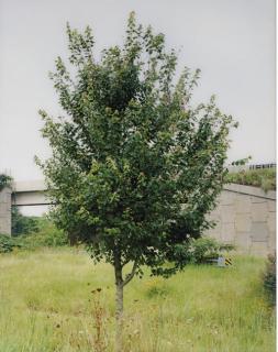 Roe Etheridge - The Neutral Territory