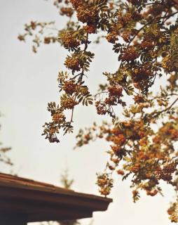 Roe Ethridge - Canada Ii, 2003