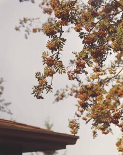 Roe Ethridge - Canada II