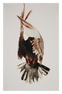 Roe Ethridge - Pigeon