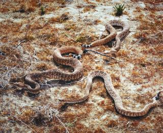 Roe Ethridge - Red Diamondback