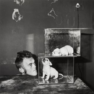 Roger Ballen - Puppies in Fishtank