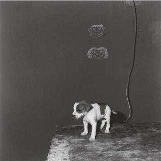 Roger Ballen - Sans titre (Puppy on table)