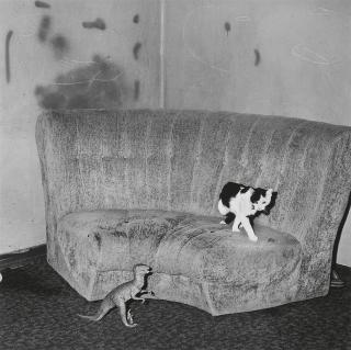 Roger Ballen - Sitting Room
