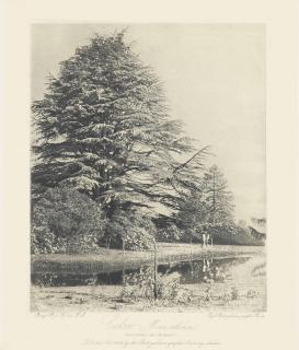 Roger Fenton - Various Images From \'Photographic Art Treasures\',  Part I, December 1956