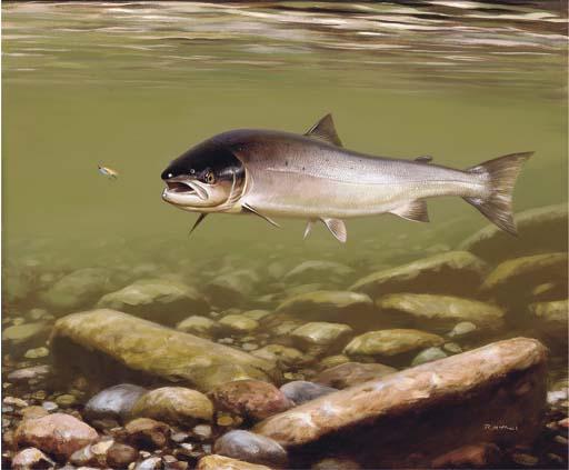 Roger Mcphail - Taking the fly