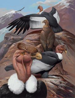 Roger Tory Peterson - Andean Condors
