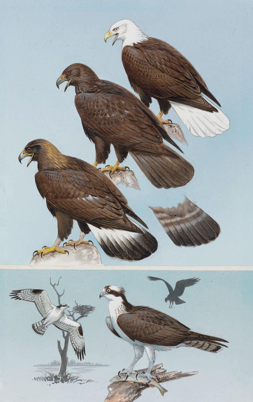 Roger Tory Peterson - Eagles and Ospreys