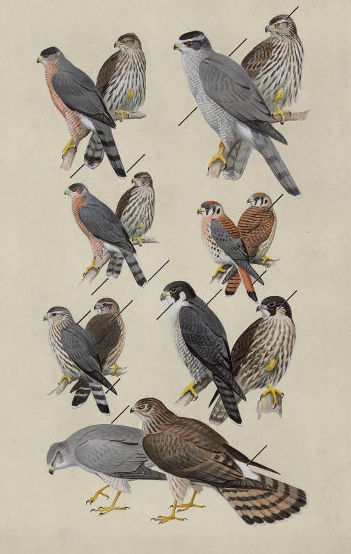 Roger Tory Peterson - Hawks