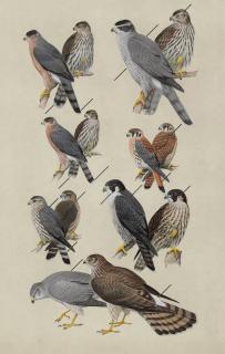 Roger Tory Peterson - Hawks