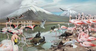Roger Tory Peterson - James Flamingos in the Andes