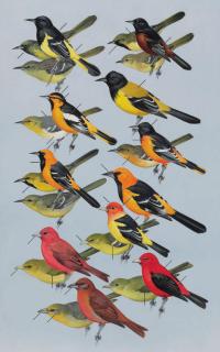 Roger Tory Peterson - Orioles and Tanagers