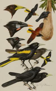 Roger Tory Peterson - Oropendolas