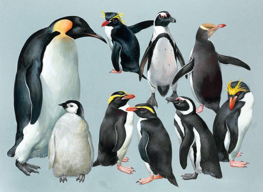 Roger Tory Peterson - Penguins, Emperor and Others