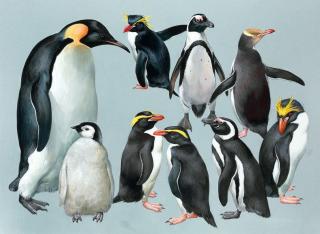 Roger Tory Peterson - Penguins, Emperor and Others