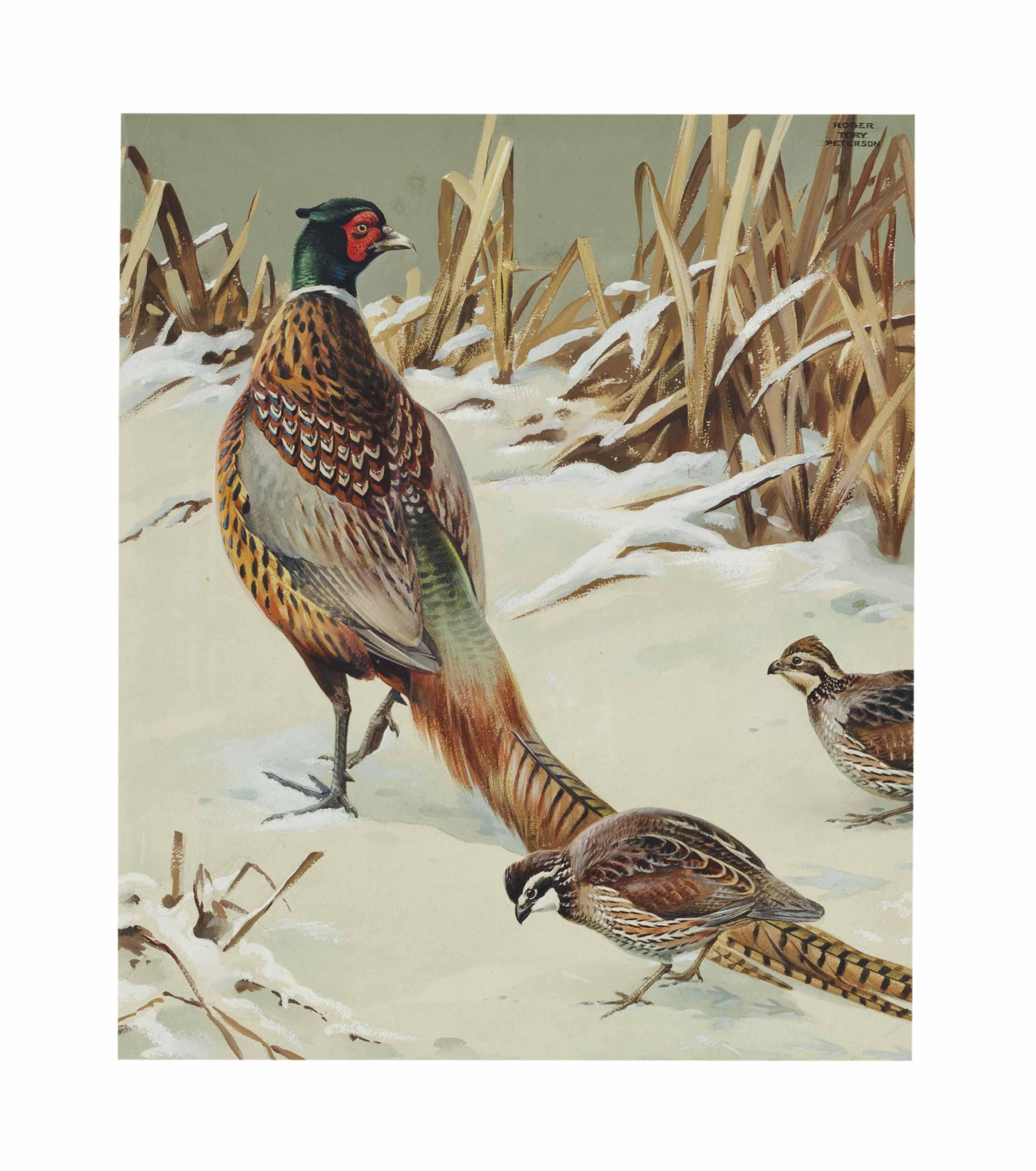 Roger Tory Peterson - Pheasant and Quail