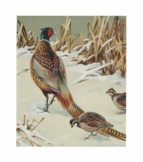 Roger Tory Peterson - Pheasant and Quail