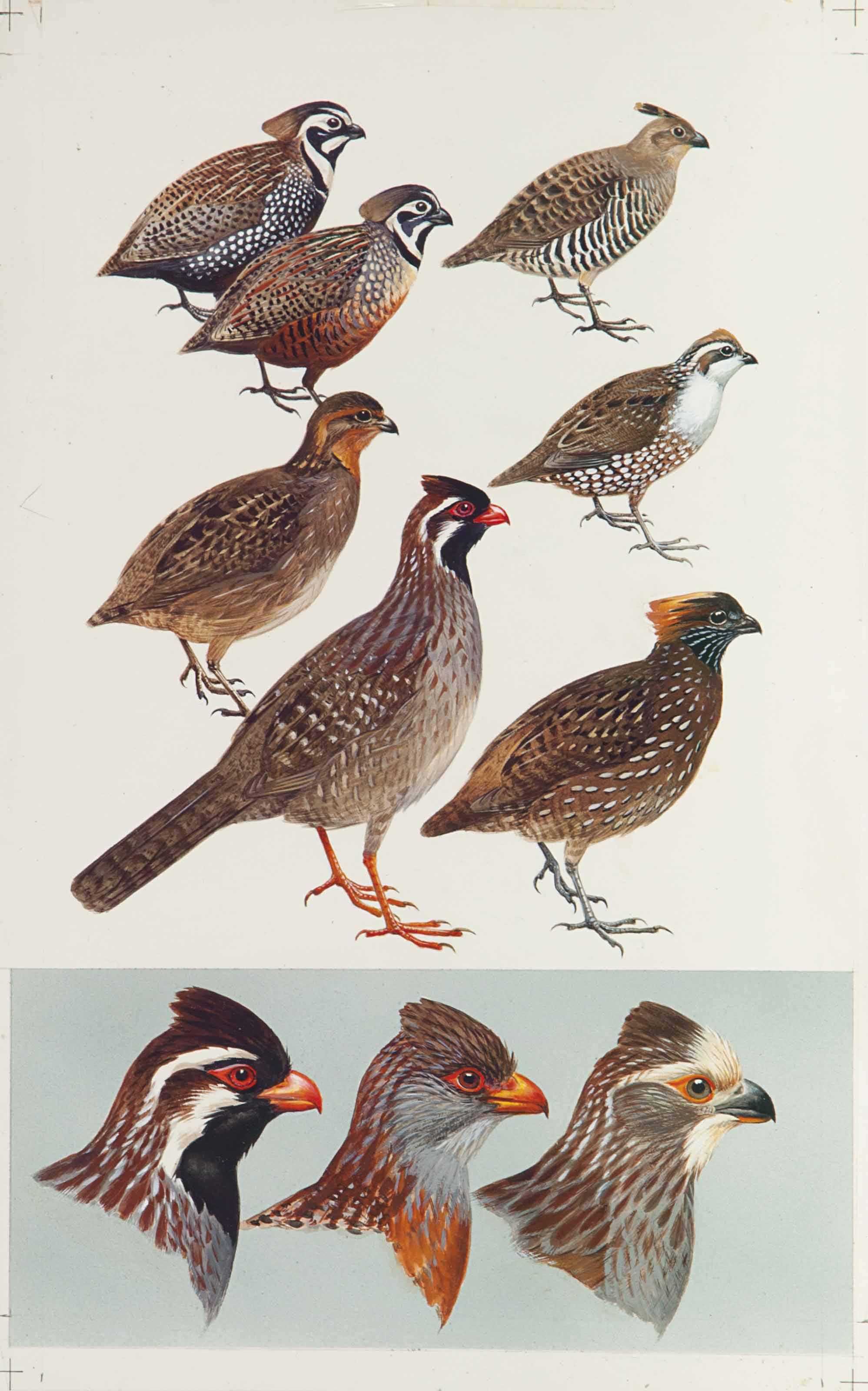 Roger Tory Peterson - Quails And Wood-Partidges