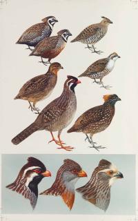Roger Tory Peterson - Quails And Wood-Partidges