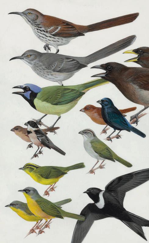 Roger Tory Peterson - South Texas Specialties