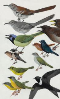 Roger Tory Peterson - South Texas Specialties